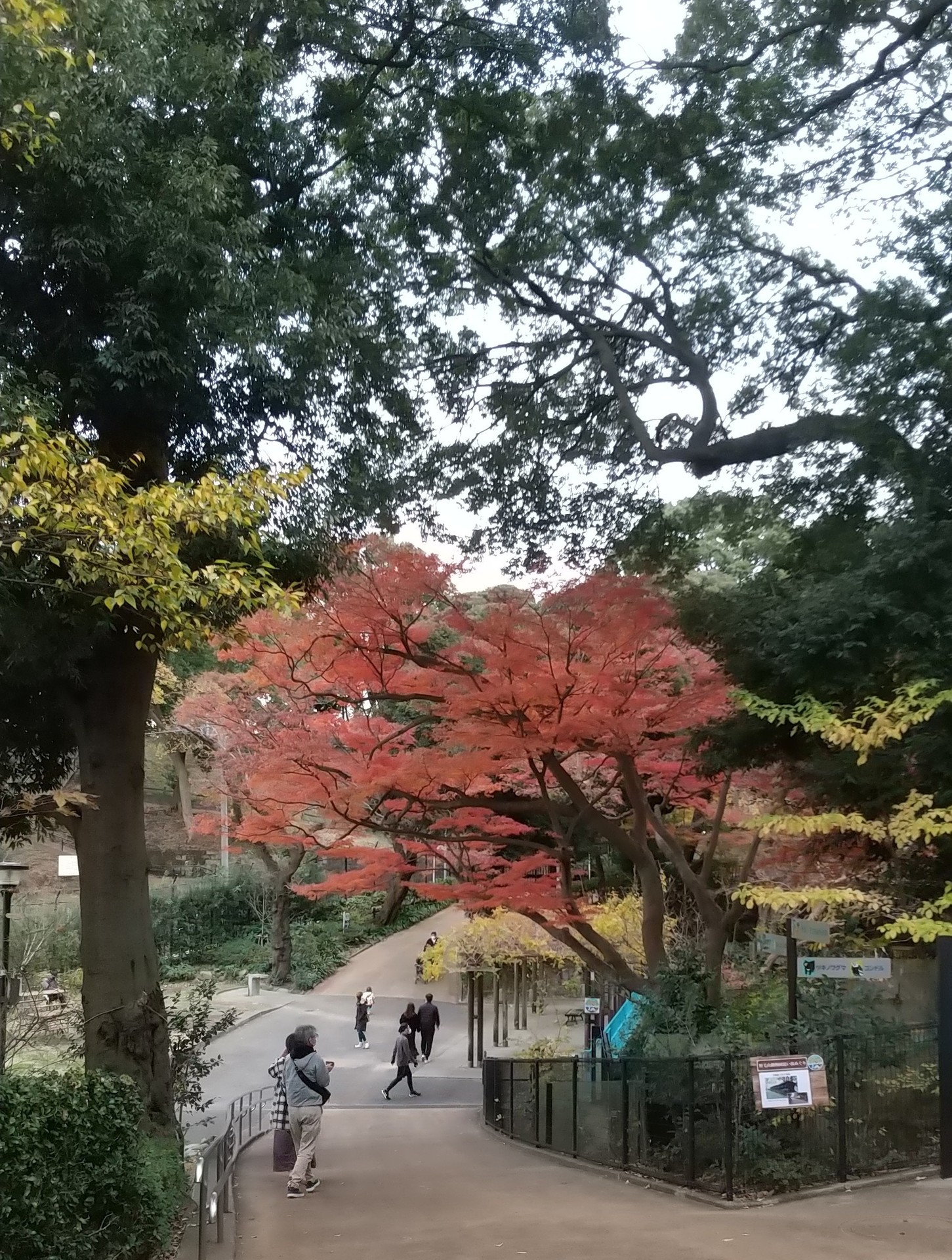 野毛山動物園①