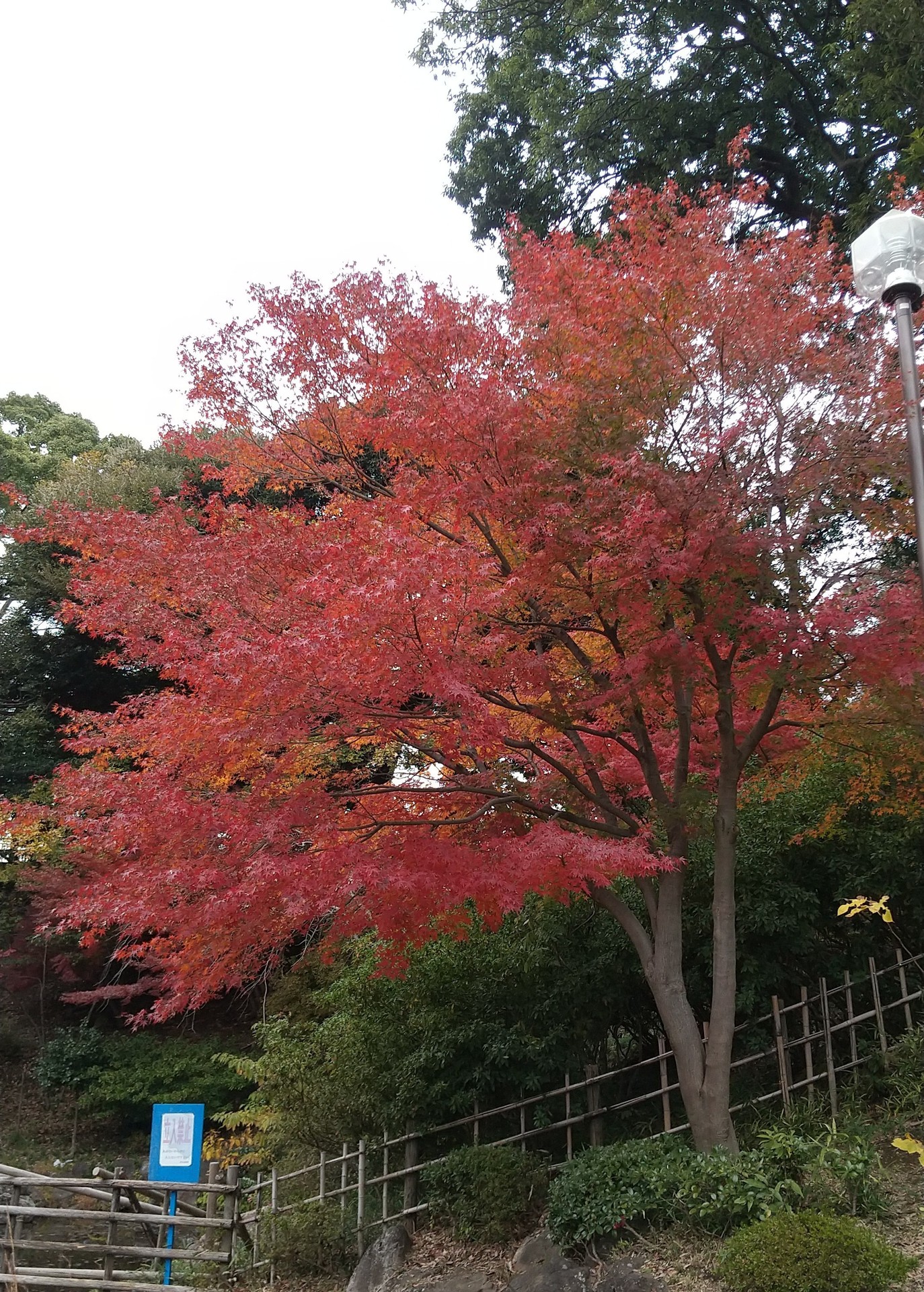 野毛山公園②