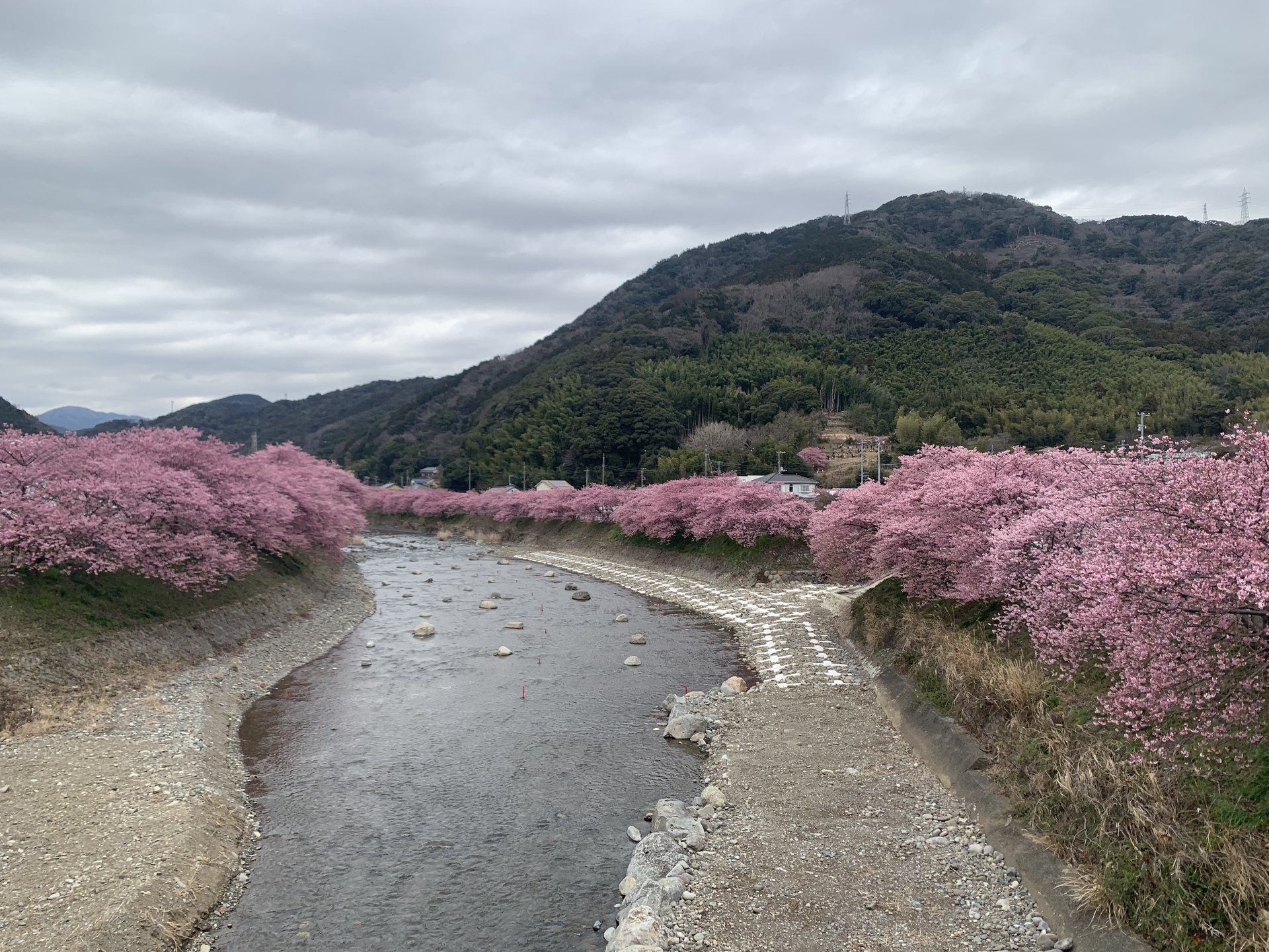 河津桜