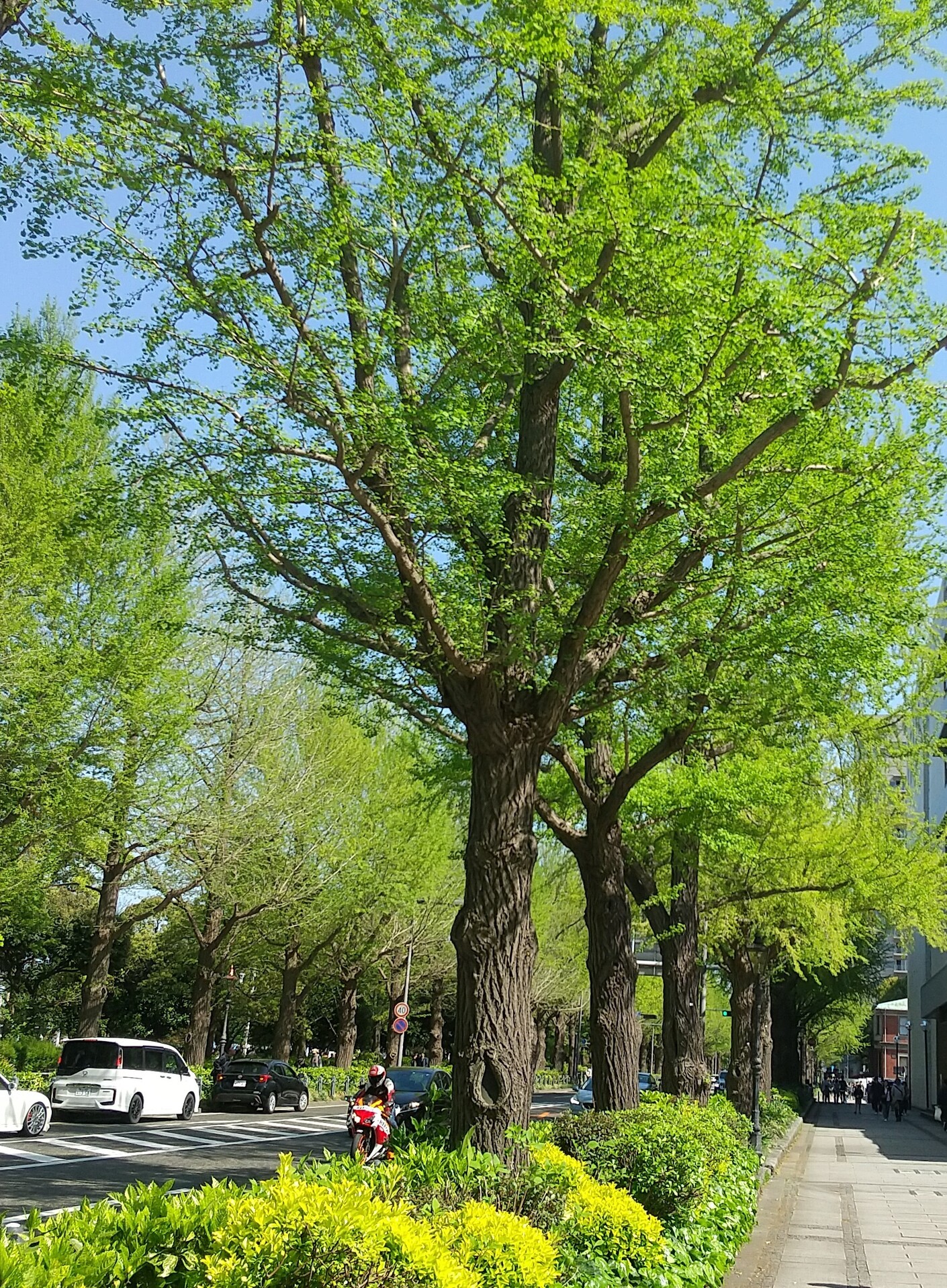 山下公園通り