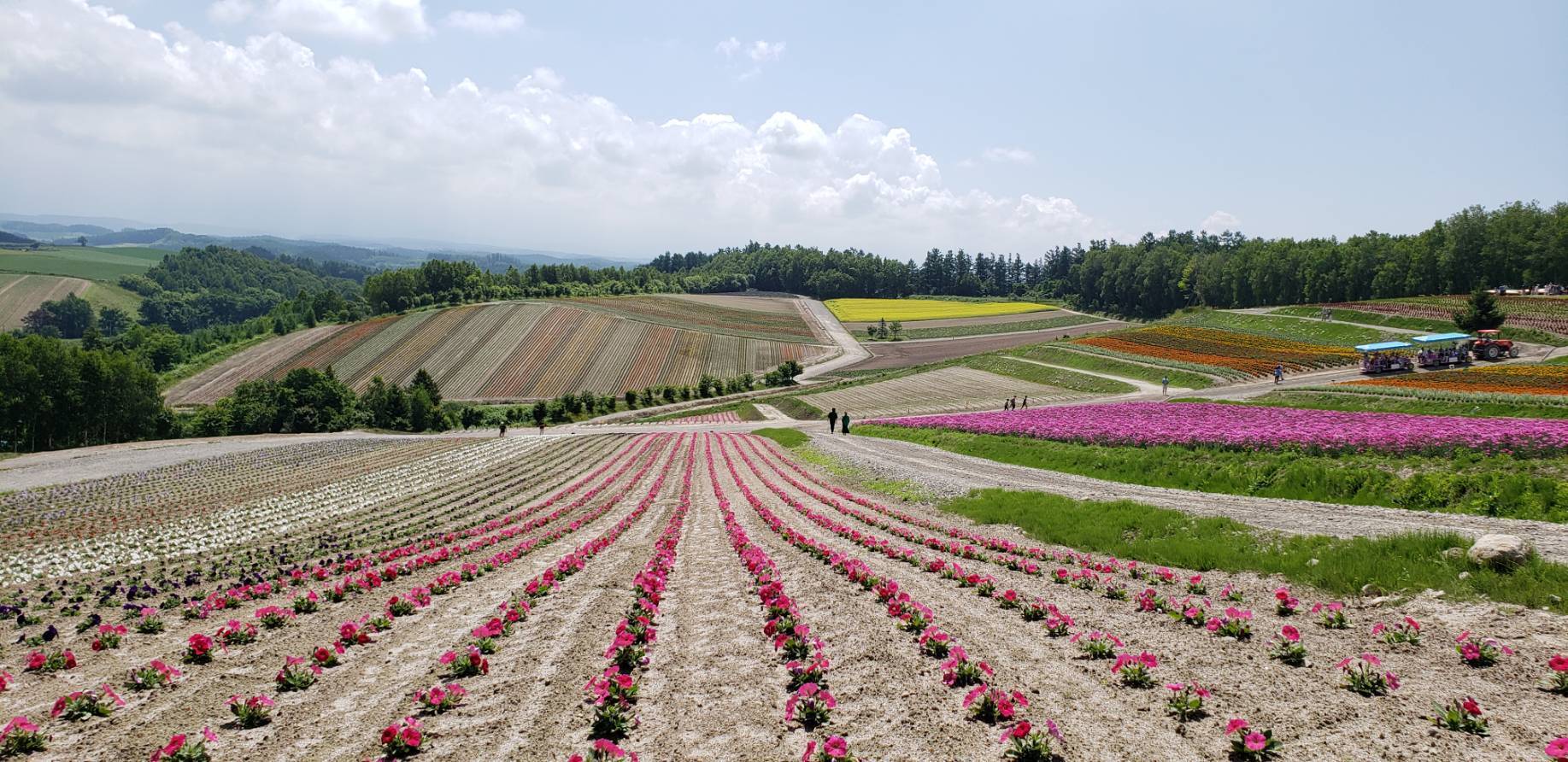 四季彩の丘花畑