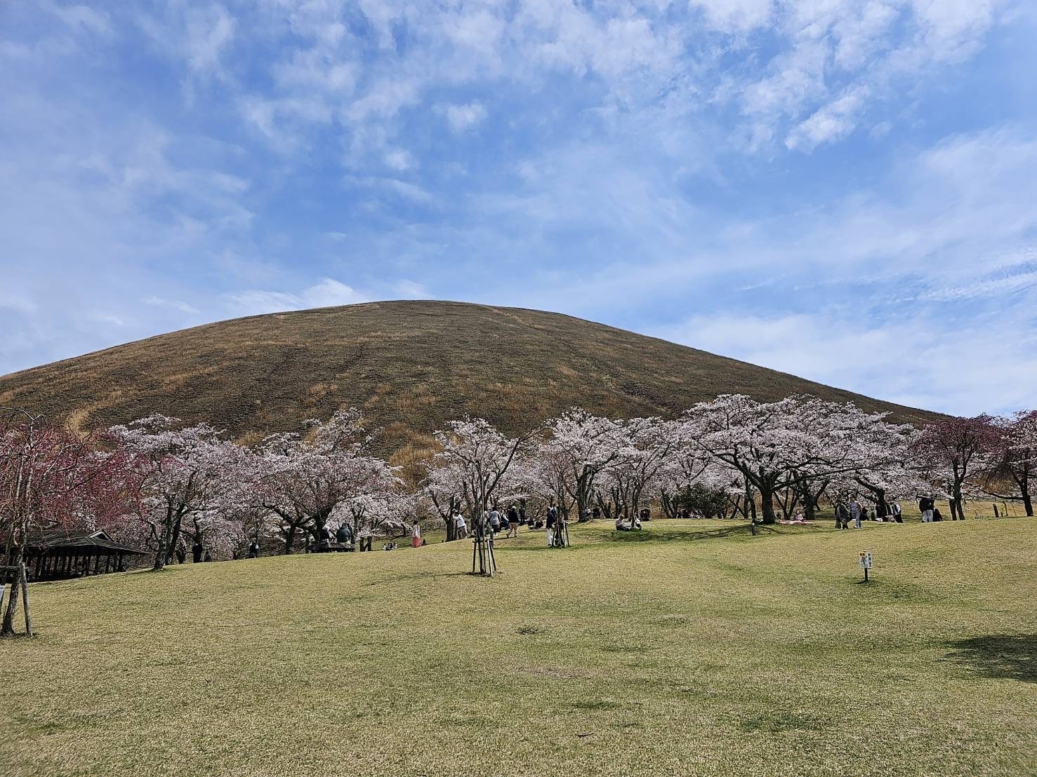 桜の里