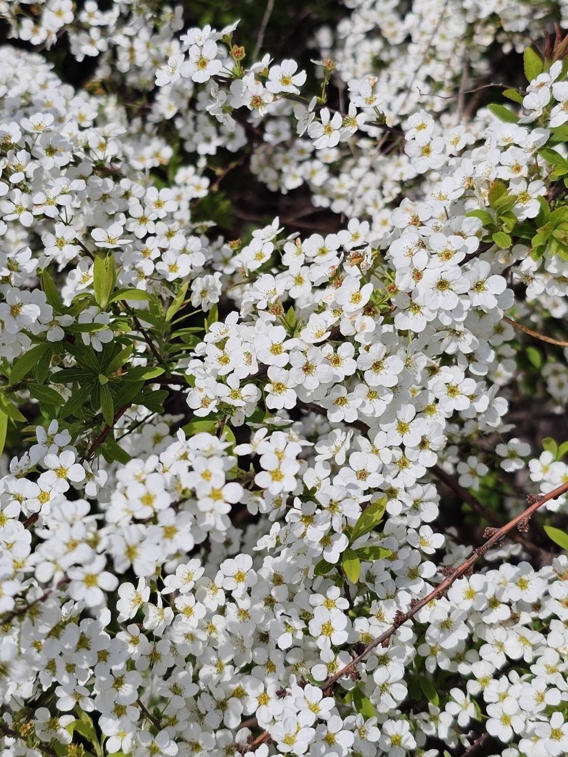 大島桜